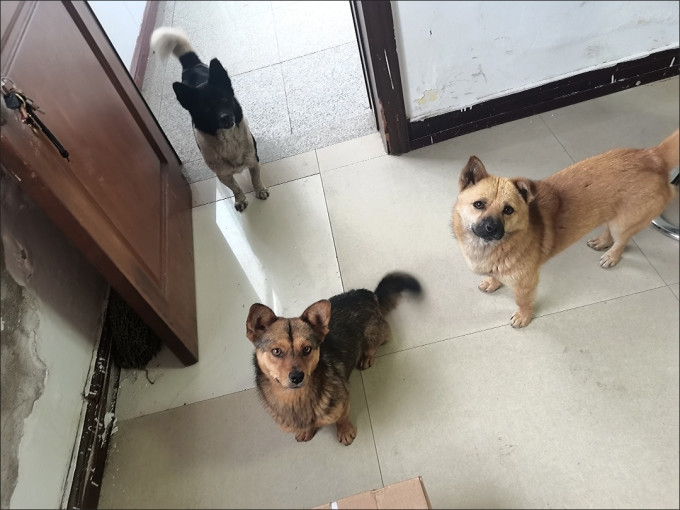 御邦猫零食