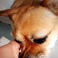 狗狗消费记账本，狗狗消费的香肠