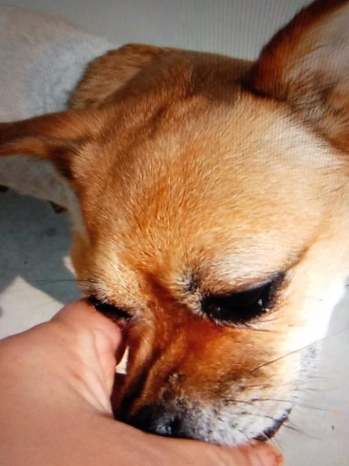 御邦猫咪磨牙洁齿
