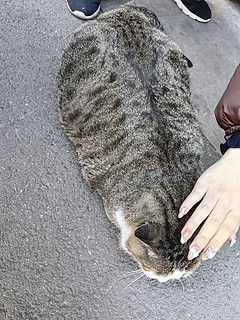 一直好肥的猫🐱