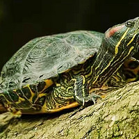 秋季乌龟生病怎么办？这4点很重要，养龟你就要注意