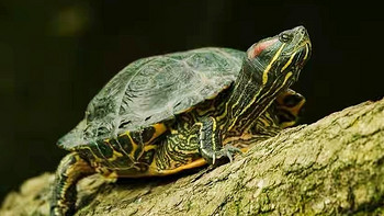 秋季乌龟生病怎么办？这4点很重要，养龟你就要注意