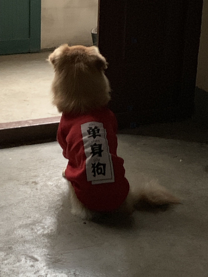 华元宠具狗狗服饰