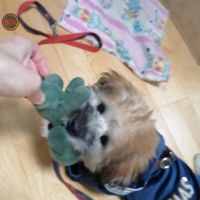 狗狗沐浴露