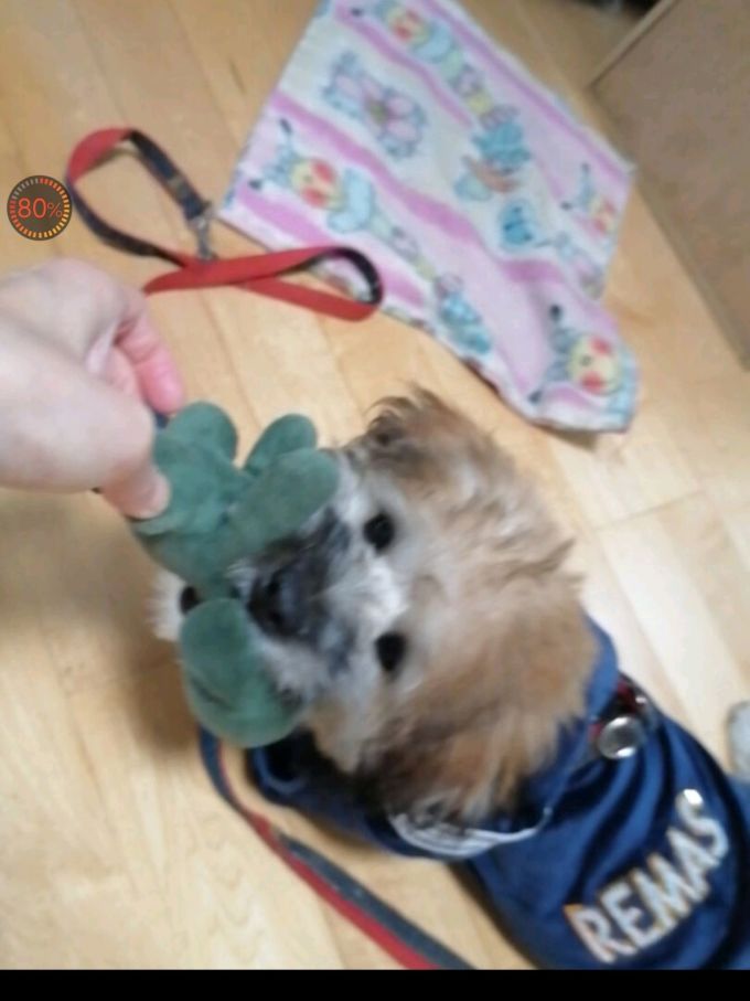 绝魅宠物洗护