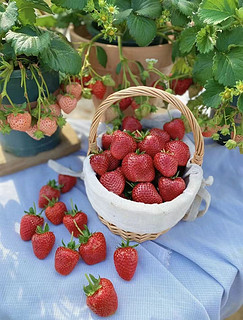 又到草莓采摘的季节啦
