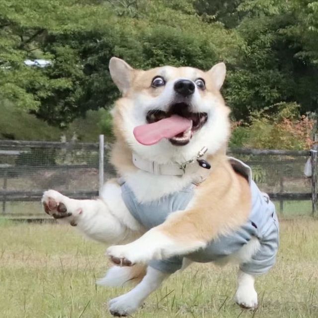 汪汪汪表情包