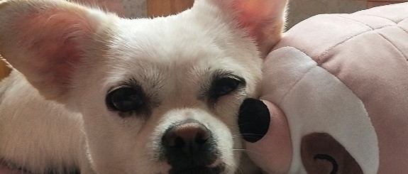 我们家的大耳朵狗狗，超级可爱