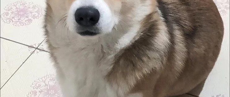 狗狗零食牛肉棒