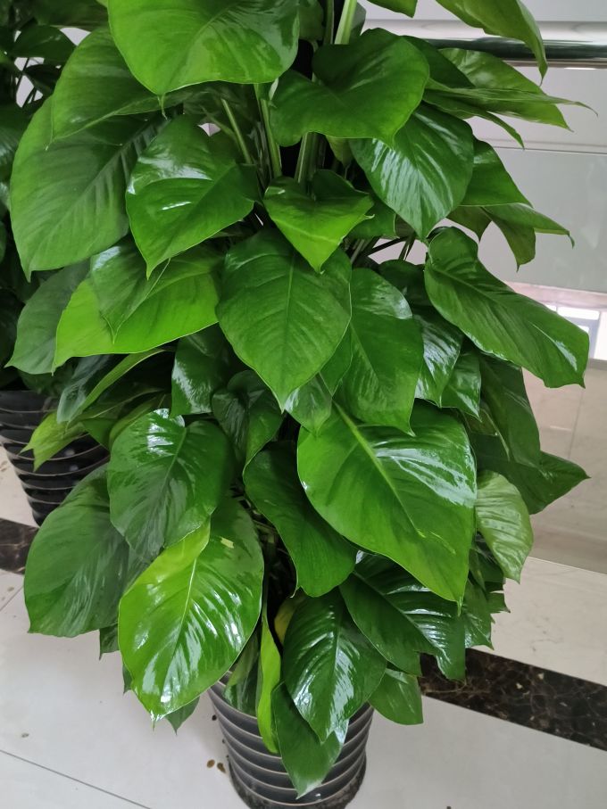 温馨满屋盆栽