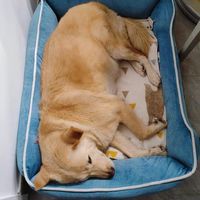 狗狗保暖窝窝