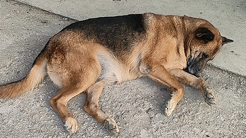 晒小狗会旺:一只年轻而活力四溢的德国牧羊犬