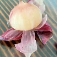 云南紫皮独头蒜：新鲜辣干蒜头瓣的魅力