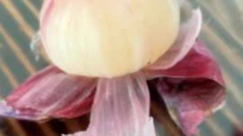 云南紫皮独头蒜：新鲜辣干蒜头瓣的魅力