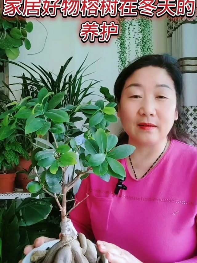榕树在冬天的养护技巧