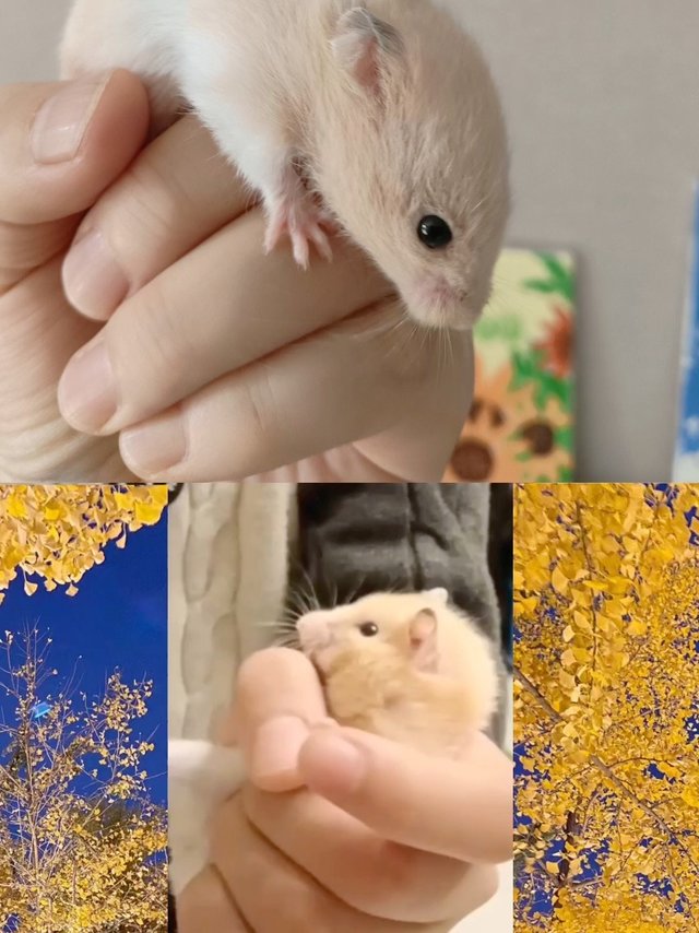 飞檐走壁的仓鼠新宠