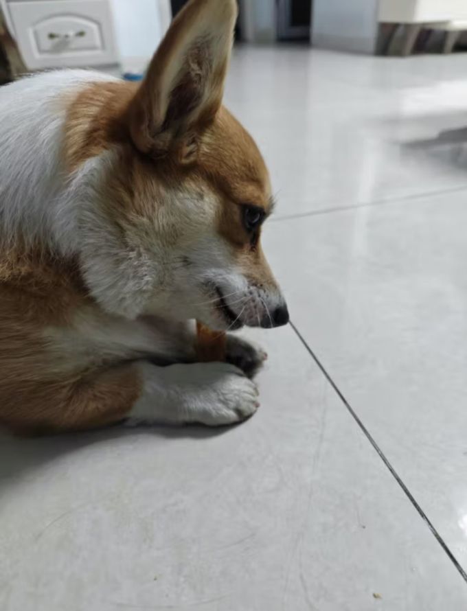 狗狗零食