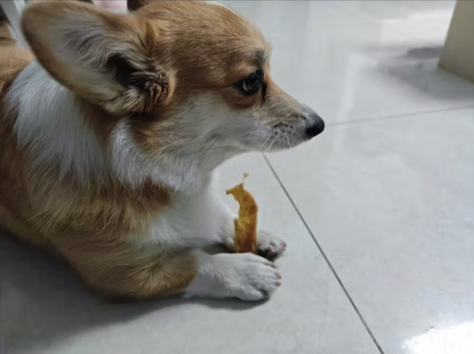 狗狗零食