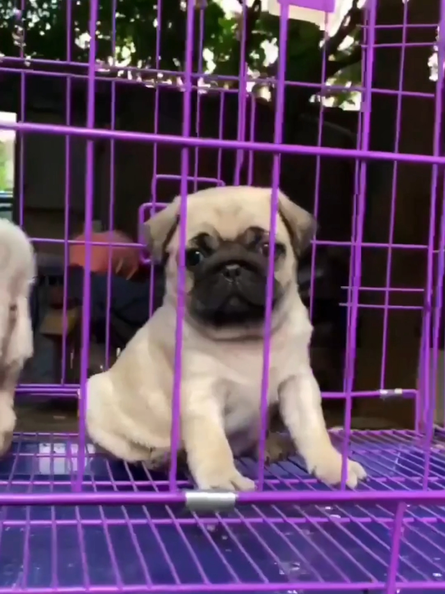 呆萌可爱的小巴哥犬
