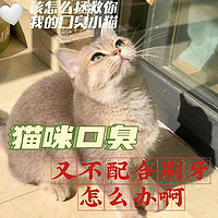 拯救口臭小猫？猫主子刷牙困难请速进！