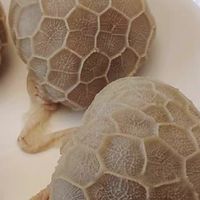 谁发明的杜包肉？来让我也嘬一口