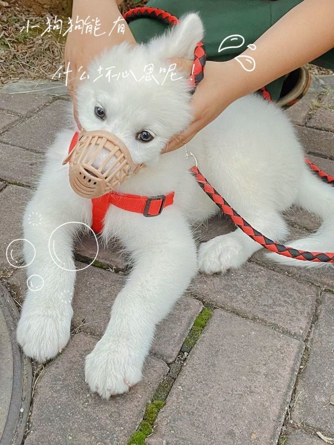 Maycaur狗狗