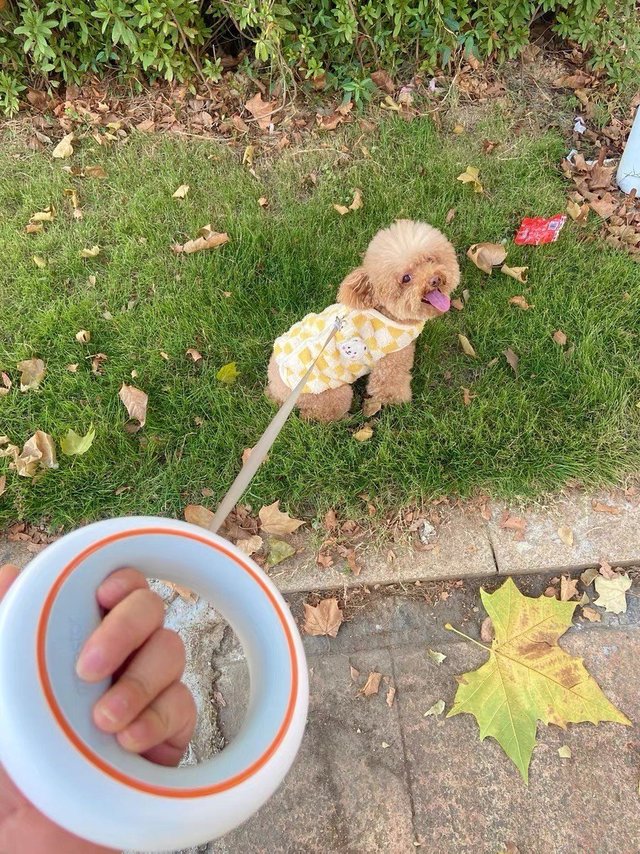 宠物狗牵引绳