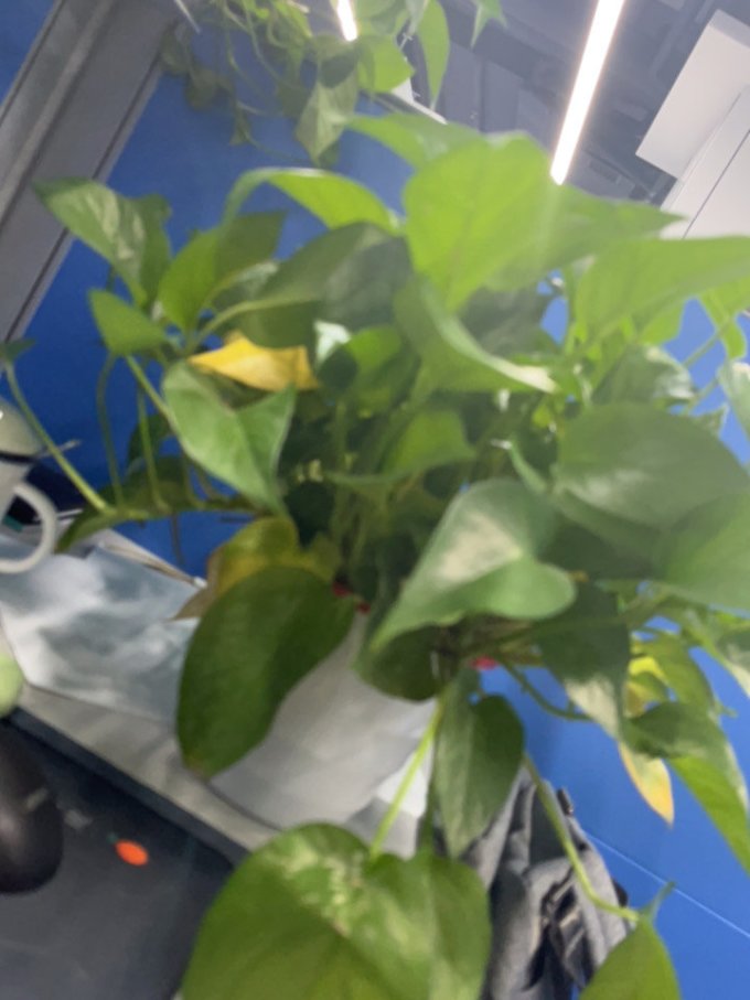 牵鲜鲜花绿植