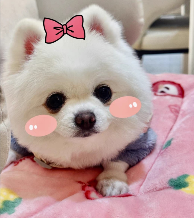 嘟萌哆猫狗窝