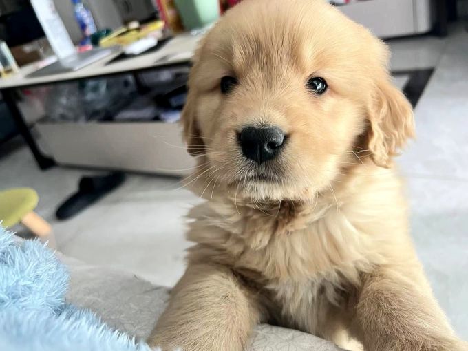 金毛幼犬纯种导盲犬狗狗宠物狗活物小奶狗金毛寻回犬小狗金毛猎犬