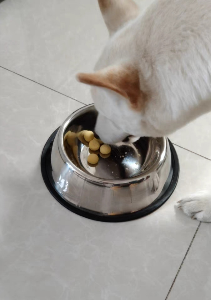 宠物食具水具