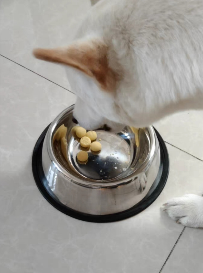 宠物食具水具