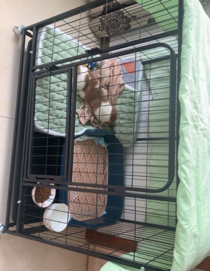 波奇多猫狗窝