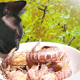 小黑猫对濑尿虾虎视眈眈~