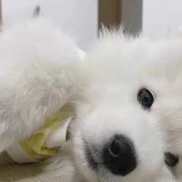 大型犬狗窝