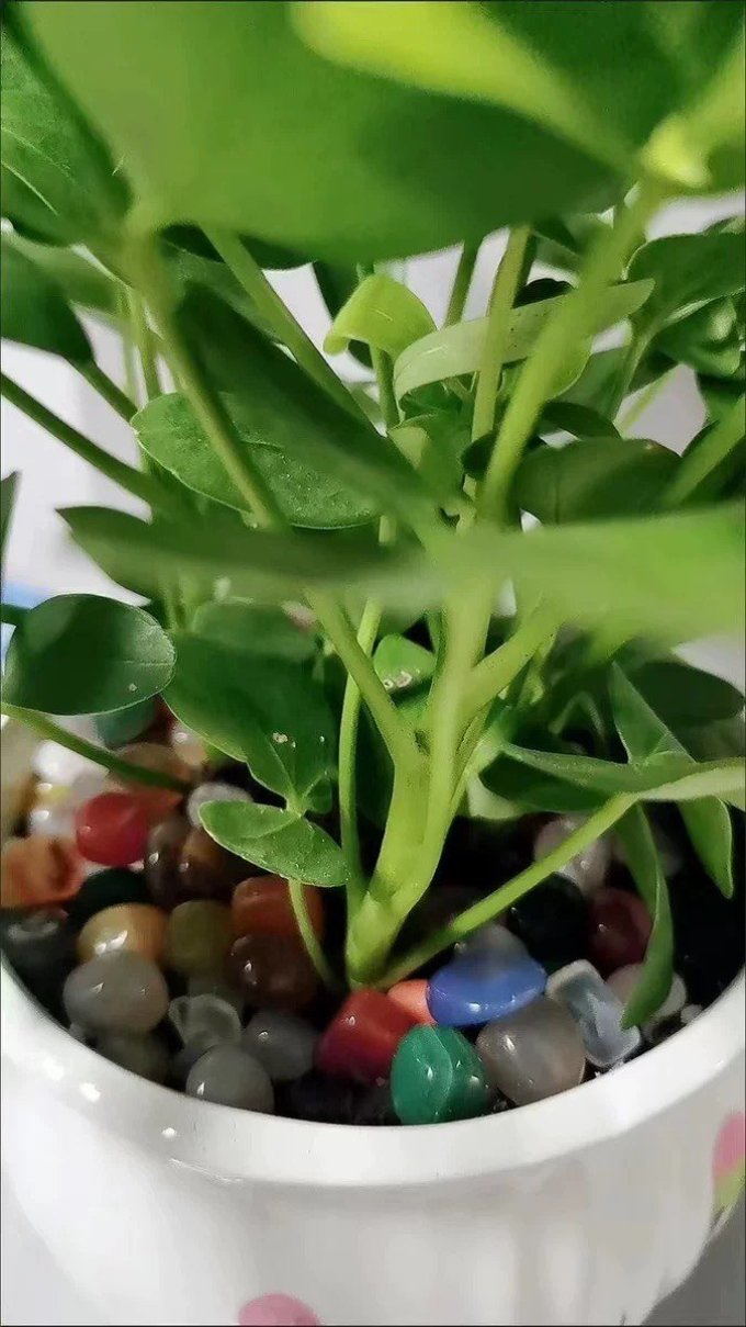忻朵盆栽