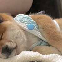 睡觉也可爱的柴犬