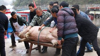 云南丽江：部分乡镇提倡不办“杀猪饭”，官方回复：避免浪费