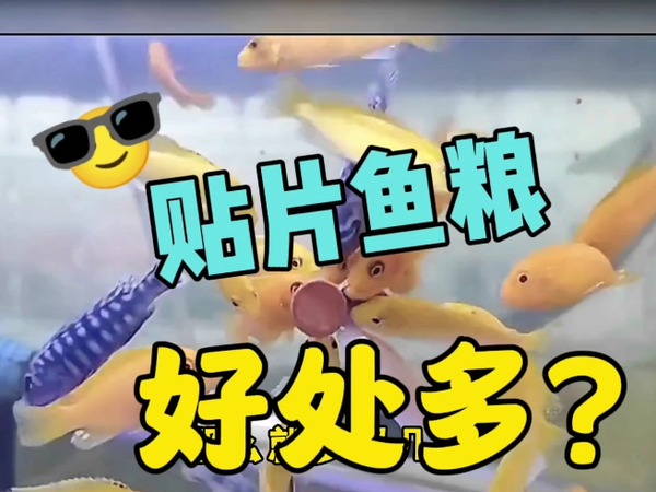 贴片鱼粮好处多，难怪鱼友们都喜欢用