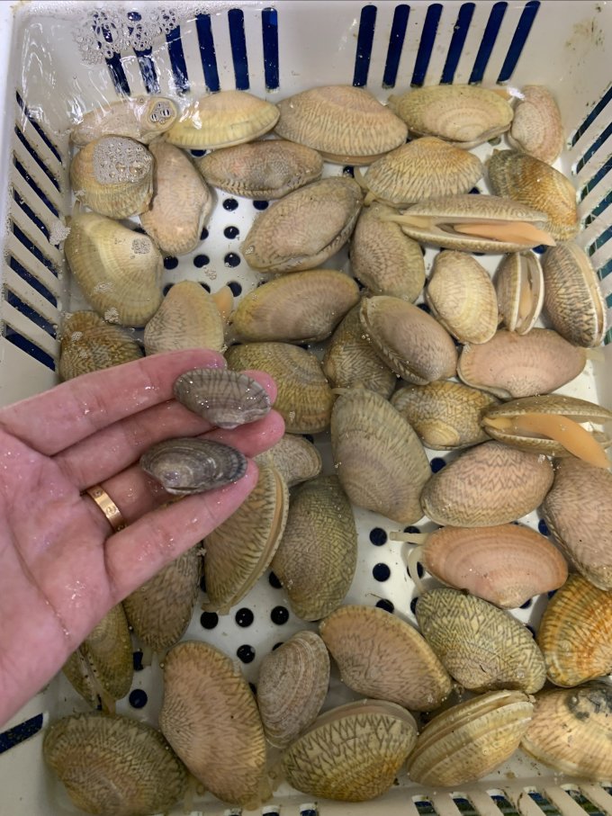 獐子岛贝类