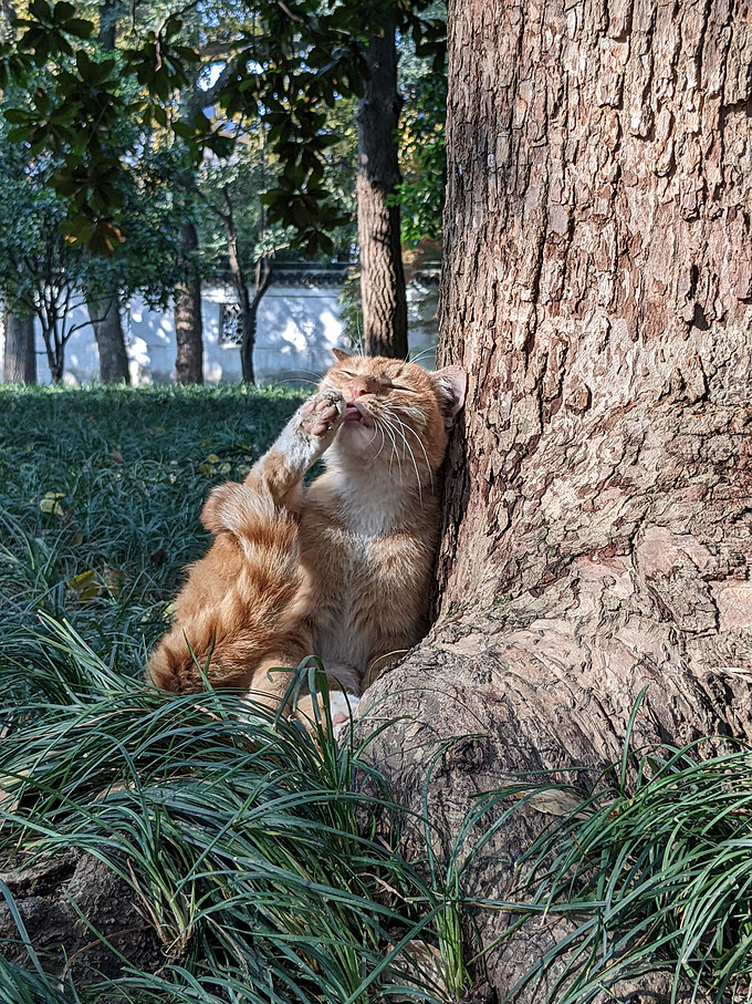 网易严选猫咪干粮