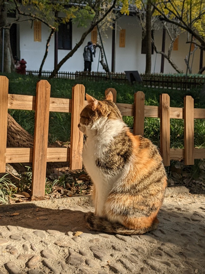 网易严选猫咪干粮