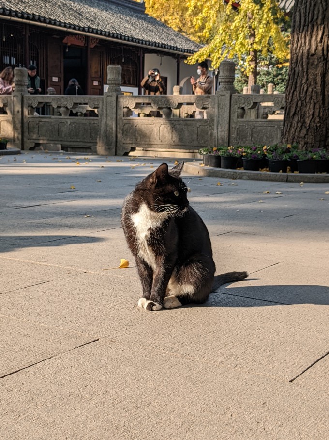 网易严选猫咪干粮