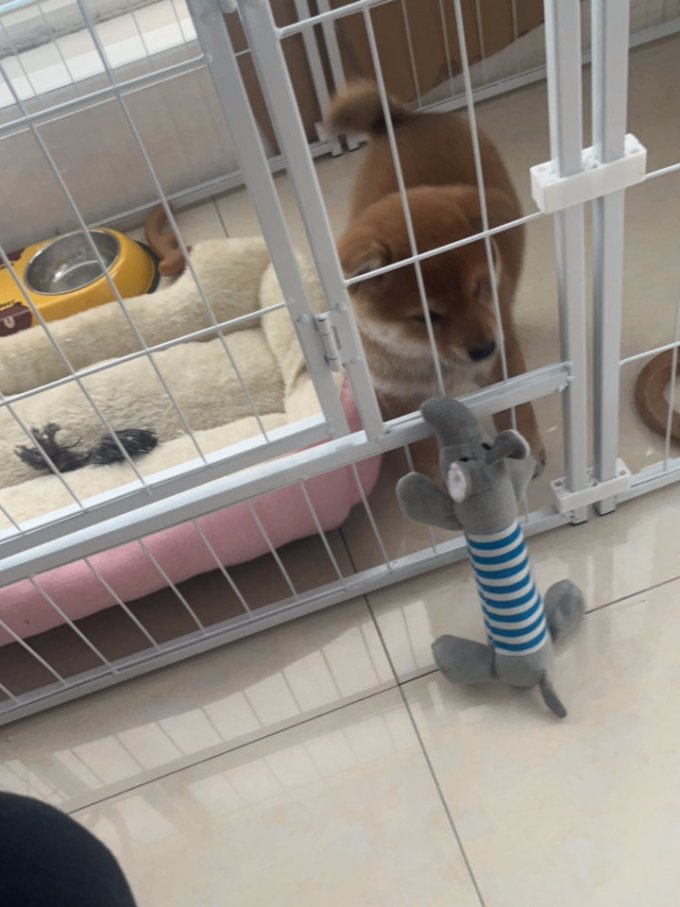 养只宠物猫玩具
