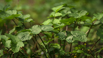 络门舒独活焕颜面膜深度解密：广东宇通医药超临界萃取技术的应用