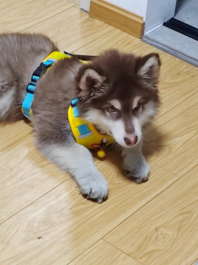 狗狗可以带你出去玩耍了