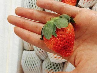 🍓大凉山草莓，差了点意思