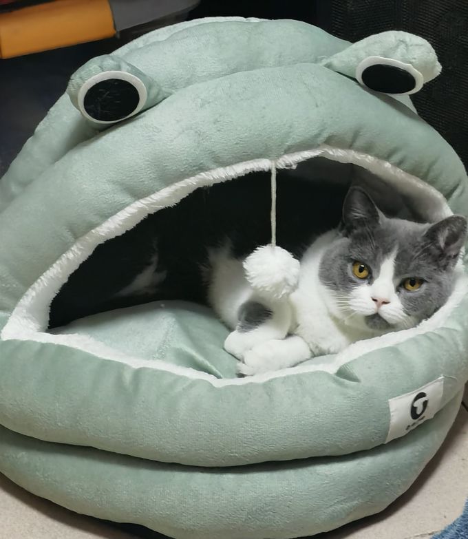 泰格宠物猫狗窝