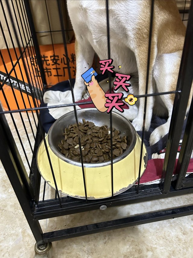 狗汪的饭碗