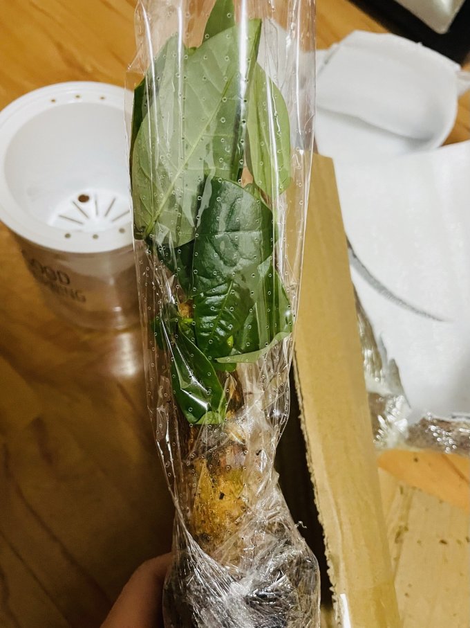 为你开鲜花绿植
